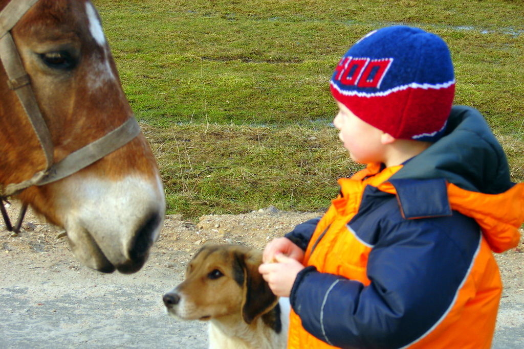 ребёнок лошадь и собака