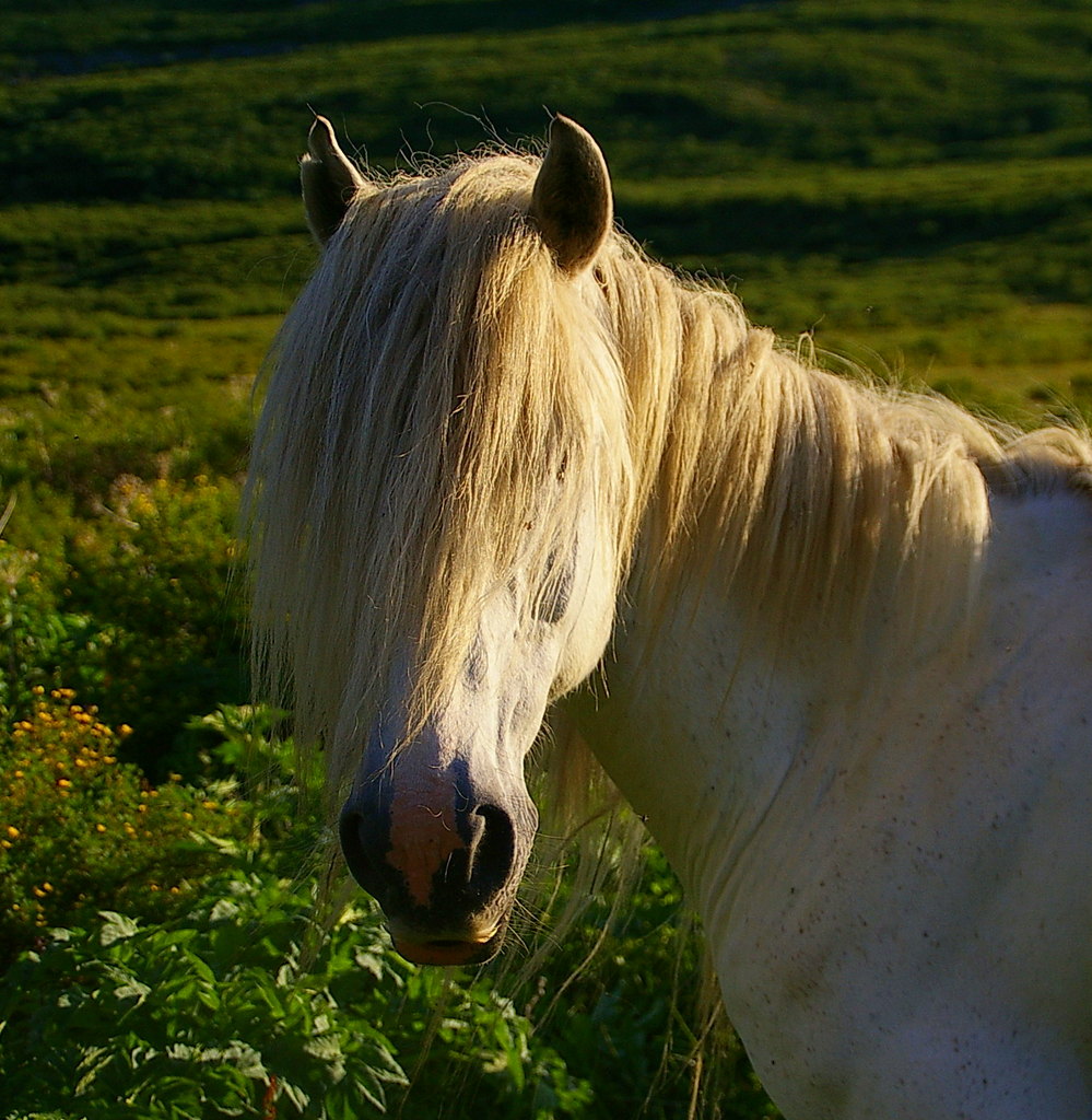 лошадь фотомодель